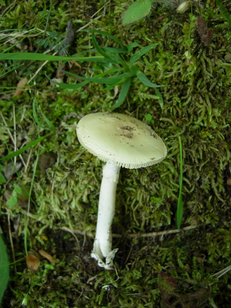 Amanita verna